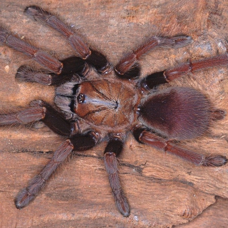 Thrigmopoeus truculentus (Lesser Goa Mustard) 0.5" | 2.5" MALE