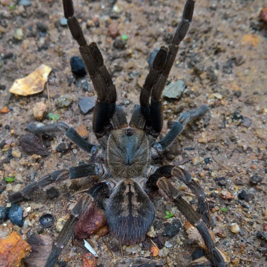 Ornithoctoninae sp 'Veronica Dwarf' 1"