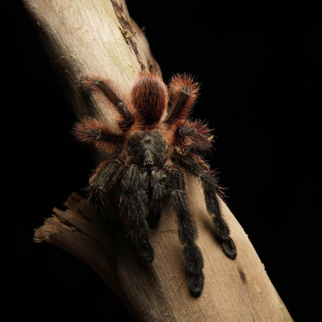 Psalmopoeus victori (Darth Maul Tarantula) 0.5"