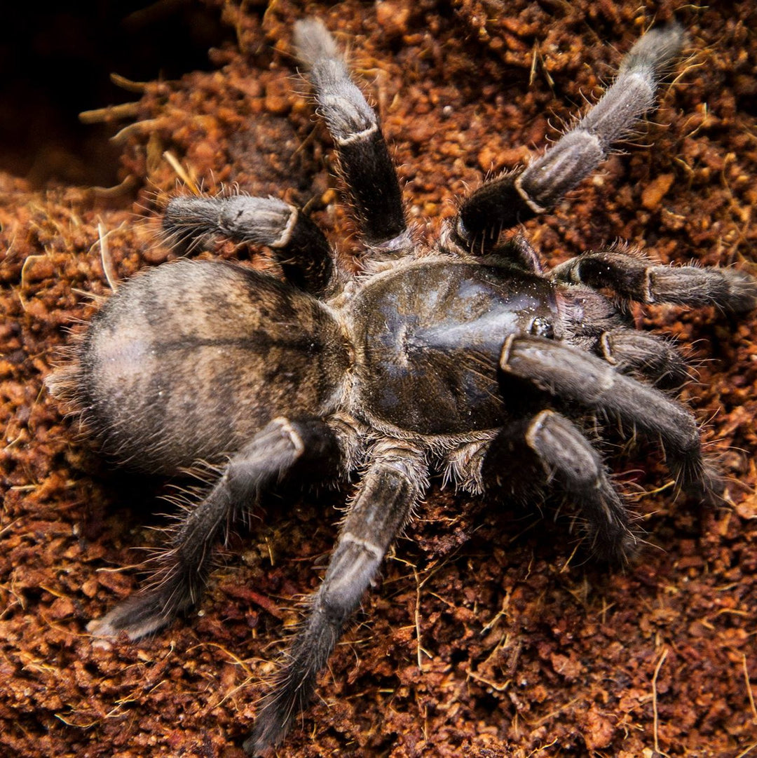 Cyriopagopus vonwirthi (Vietnam Black) 1.5" | 4-5" FEMALE