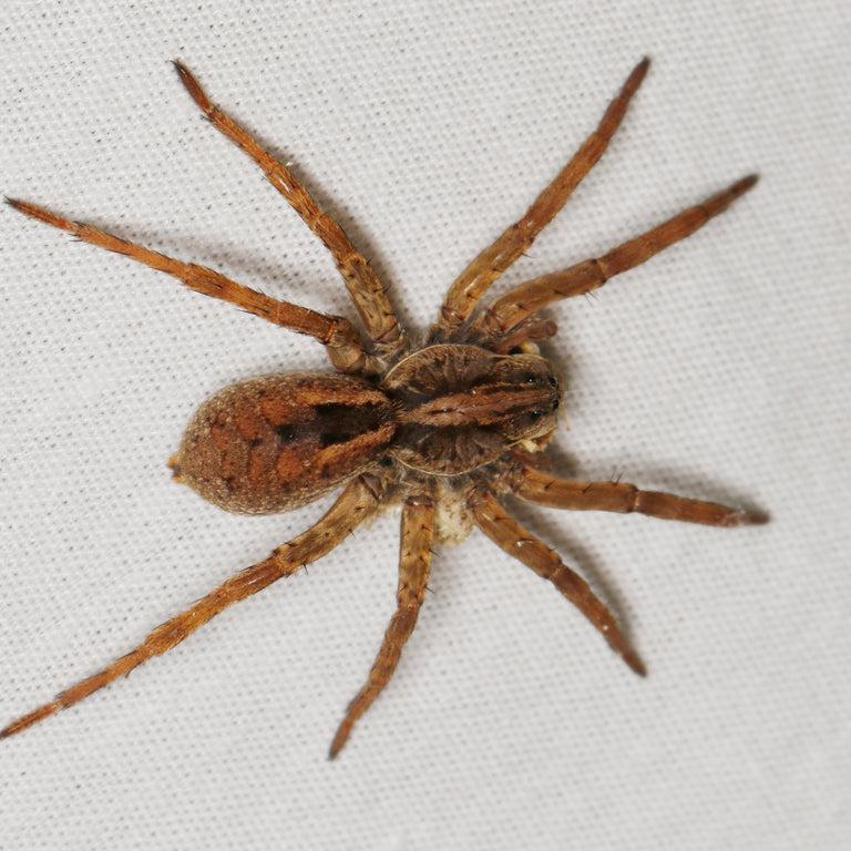 Lycosidae sp (Wolf Spider) 1"