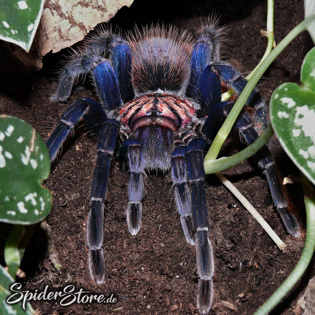 Xenesthis sp 'Blue' 5-6" PAIR | 5-6" FEMALE