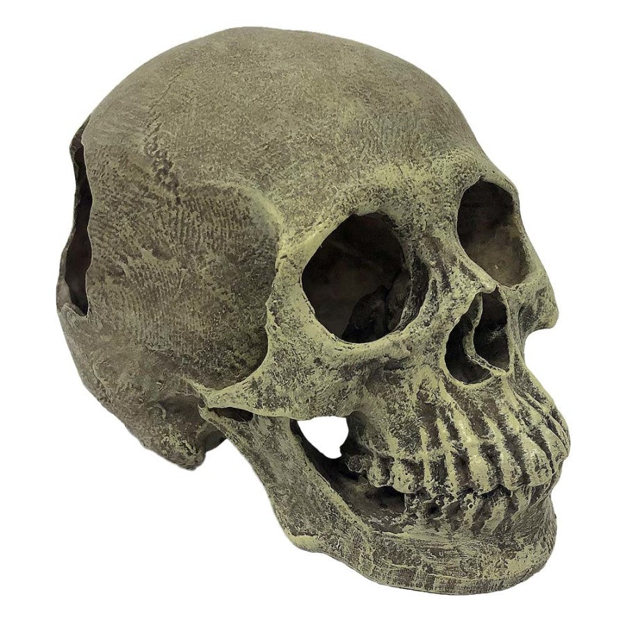 Komodo Full Human Skull Reptile Hideout