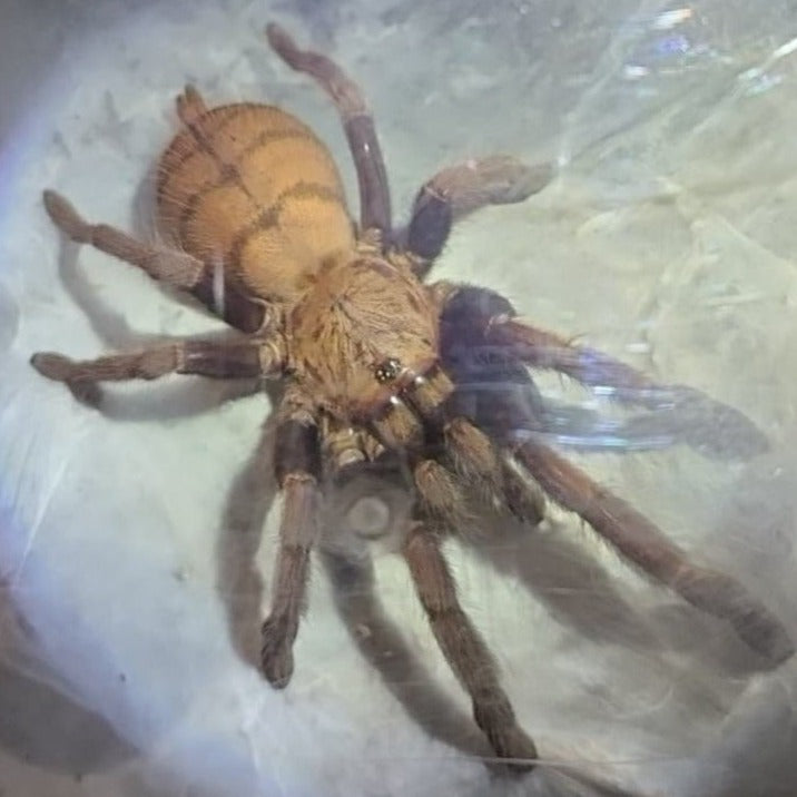 Chilobrachys fimbriatus (Indian Violet) 0.5"