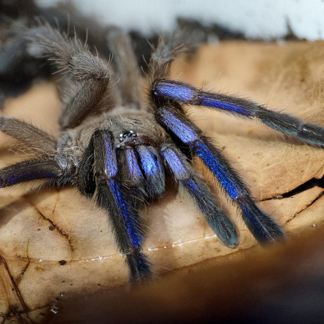 Chilobrachys natanicharum Electric Blue