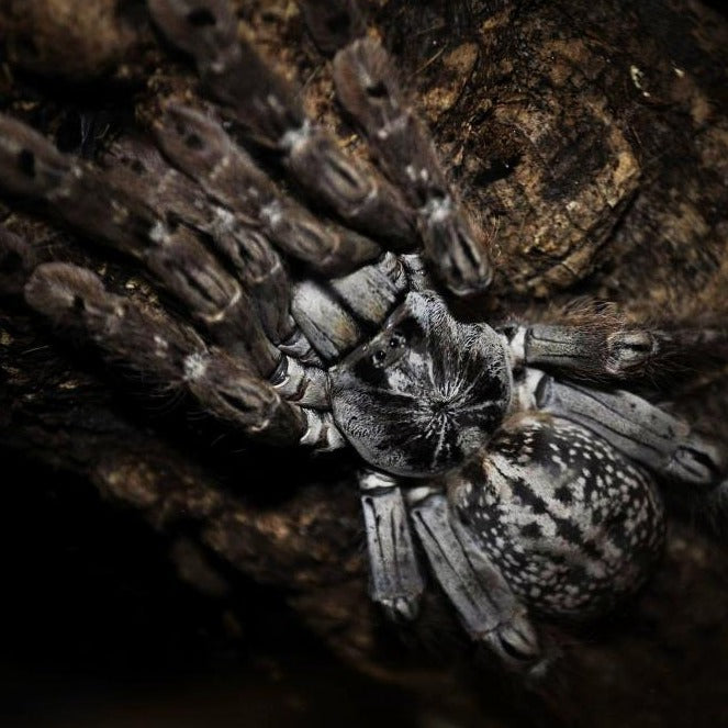 Heteroscodra maculata (Togo Starburst Baboon) 0.5"