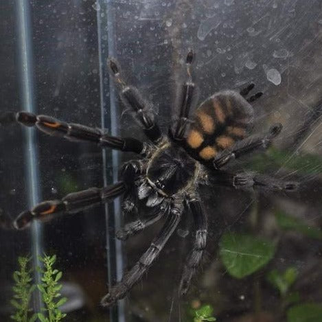 Psalmopoeus irminia (Venezuelan Suntiger) 0.75" | 2-3"