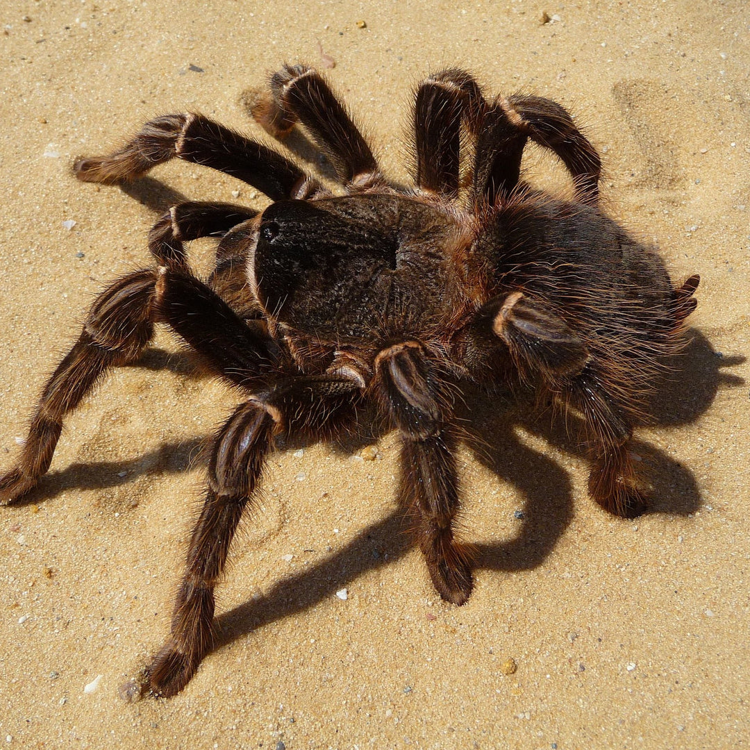 Lasiodora parahybana (Salmon Pink Bird-Eater) 0.25-0.5" | 4" MALE
