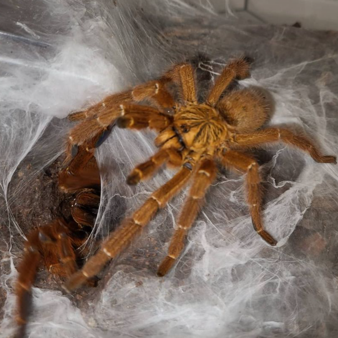 Pterinochilus murinus 'Usambara' (Orange Starburst Baboon) 0.5" | 2" | MM