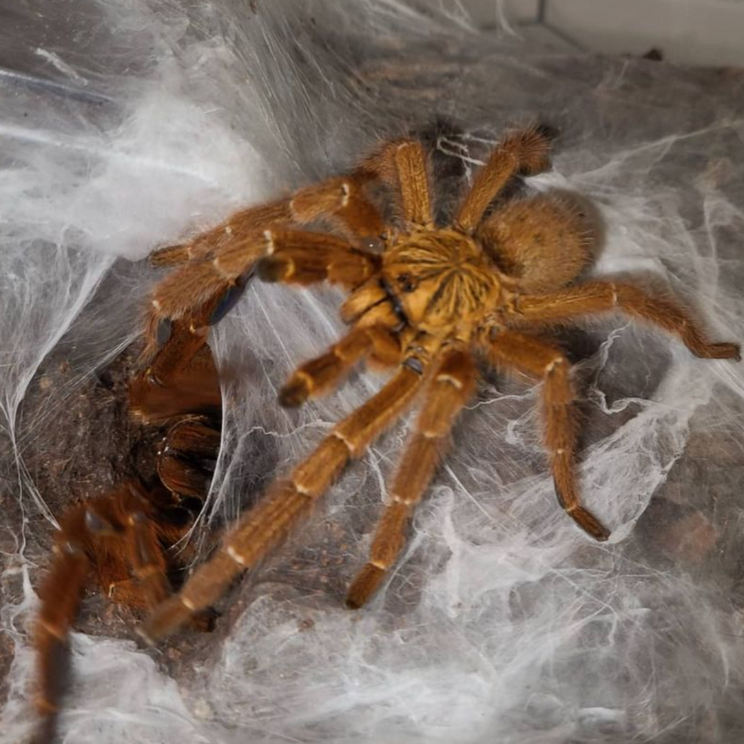 Pterinochilus murinus 'Usambara' (Orange Starburst Baboon) 0.5" | 1.5-2" | 2" PAIRS