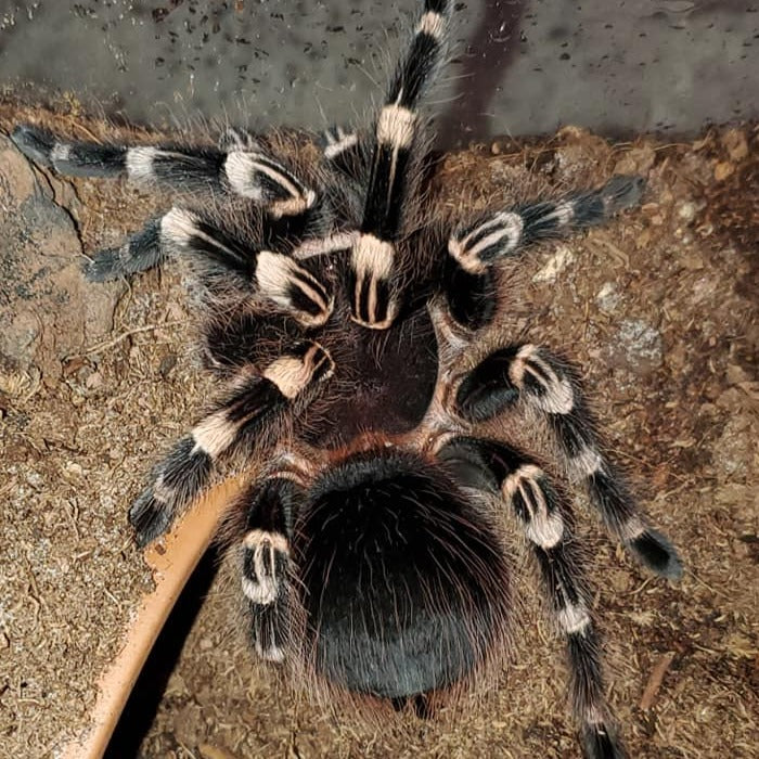 Acanthoscurria geniculata (Brazilian Giant White-Knee) 0.25"