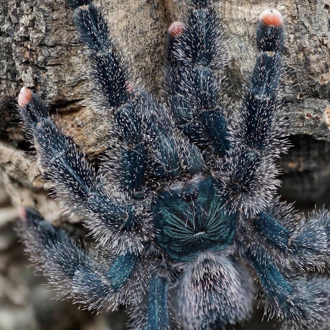 Avicularia avicularia M6 (Metallic Pink Toe) 1"