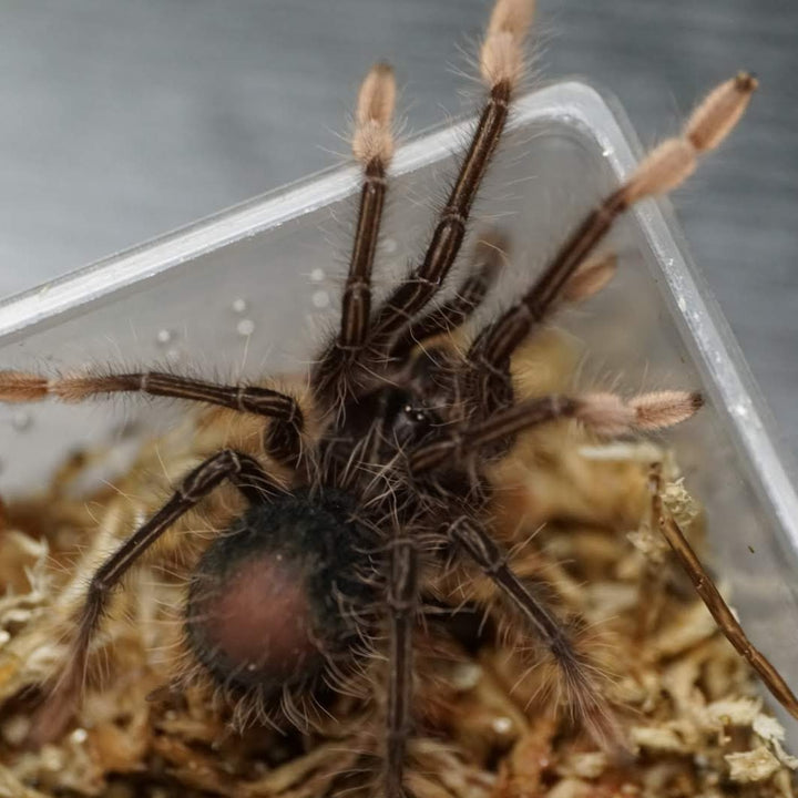 Theraphosa apophysis (Goliath Pink Foot) 1.5"