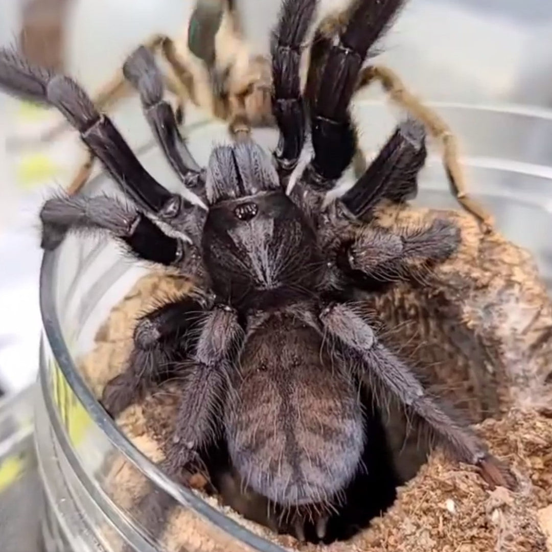 Phormingochilus arboricola (Borneo Black) 0.75"