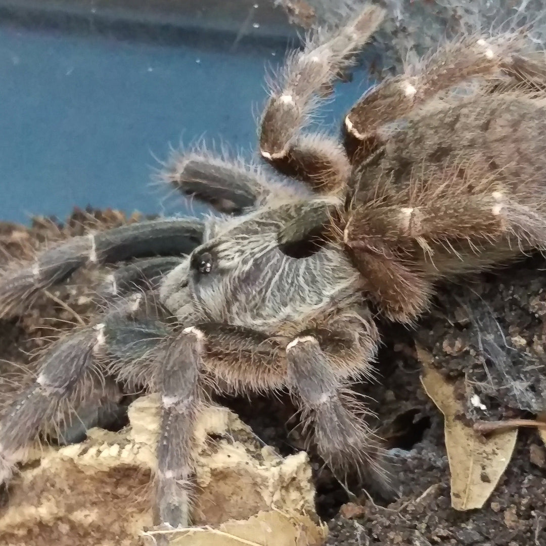 Ceratogyrus darlingi (Rear-Horned Baboon) 0.5" | 3" FEMALE