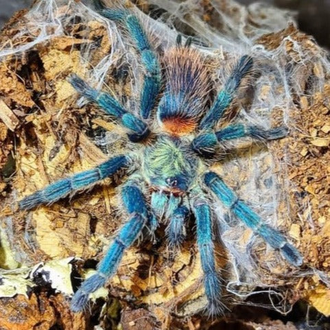 Dolichothele diamantinensis (Brazilian Blue Dwarf Beauty) 0.5"