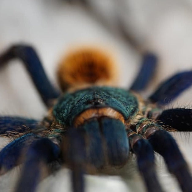 Chromatopelma cyaneopubescens (Green Bottle Blue) 0.75" | 2.5" FEM | 5" FEM