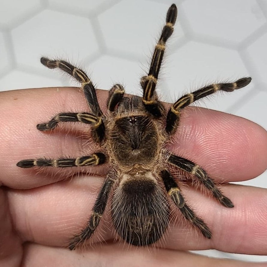 Grammostola pulchripes (Chaco Golden-Knee) 0.5" | 1.5" MALE
