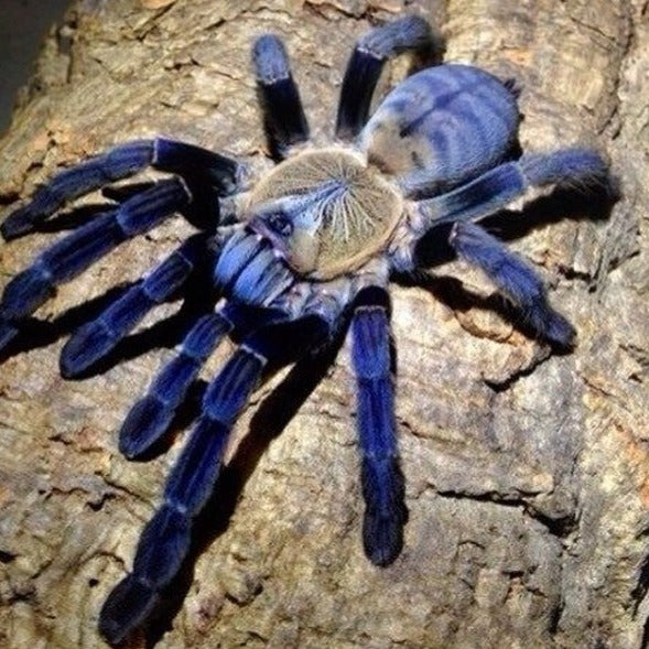 Phormingochilus hatihati (Borneo Purple Earth Tiger) 0.75" | 1.5" | MM