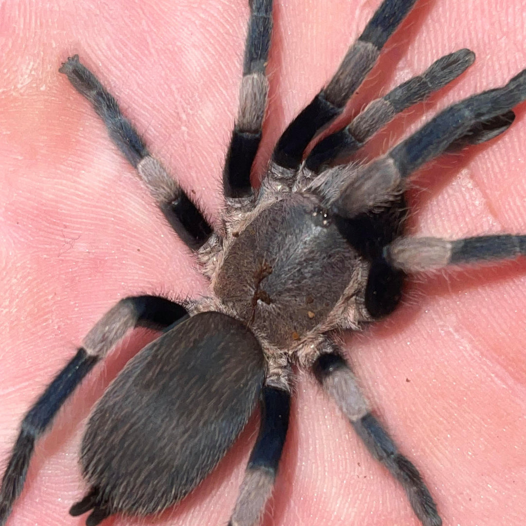 Haplocosmia himalayana (Himalayan Earth Tiger) 0.5"