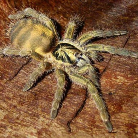 Neoholothele incei 'Olive' (Trinidad Olive) 0.5" | 1.5-2" | MM