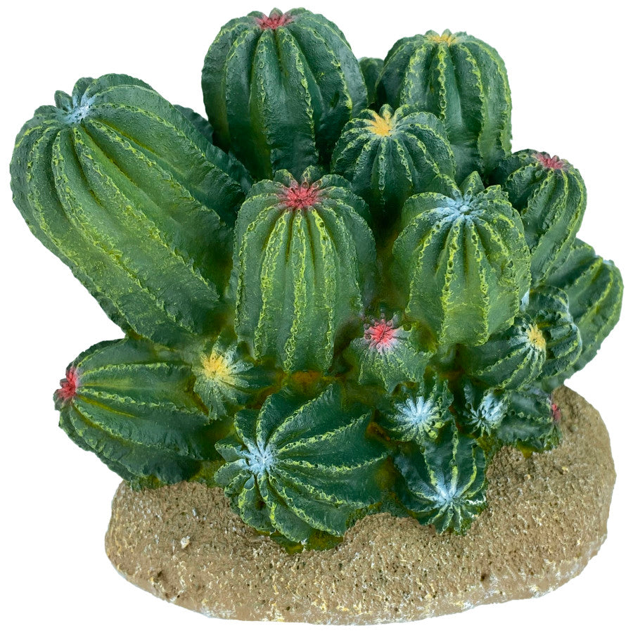 KOMODO Cactus Plant Moon 7.5in – Spider Shoppe