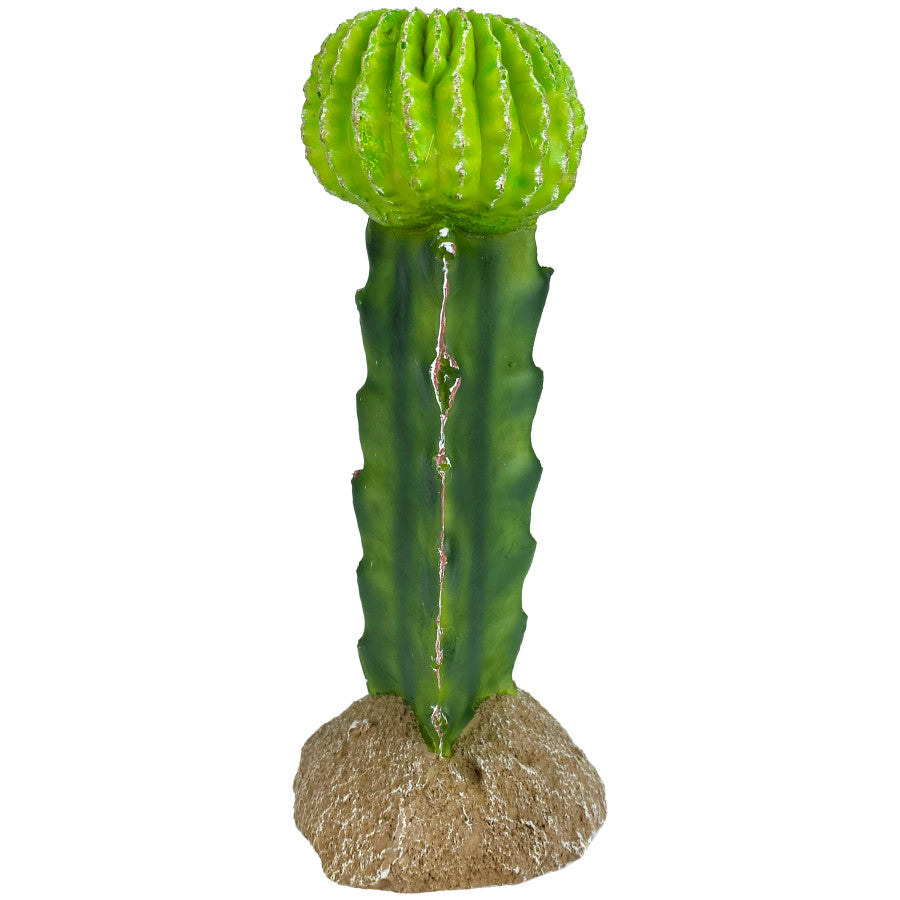 KOMODO Cactus Plant Moon 7.5in – Spider Shoppe