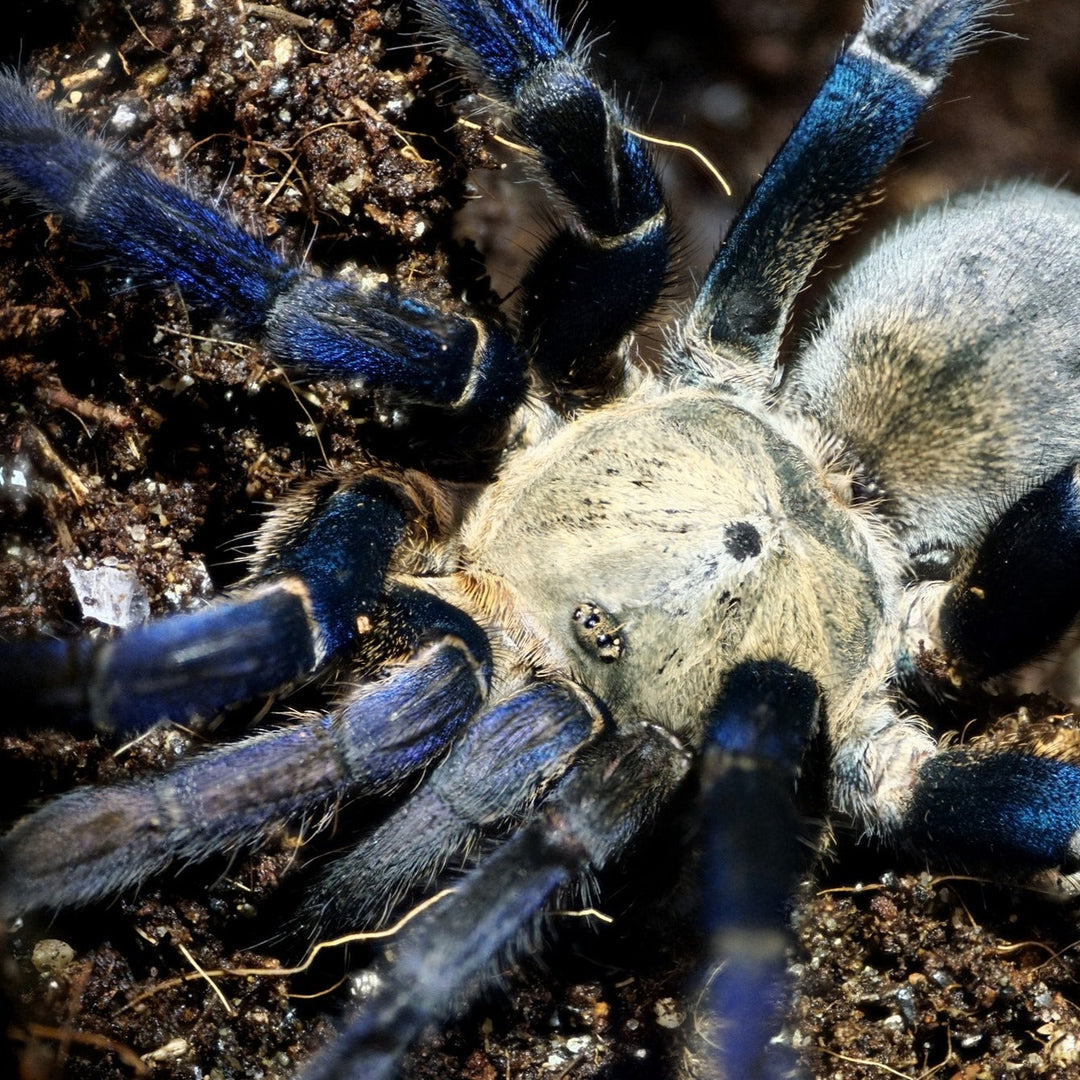 Cyriopagopus lividus (Cobalt Blue) 0.5" | 4-5" FEMALE