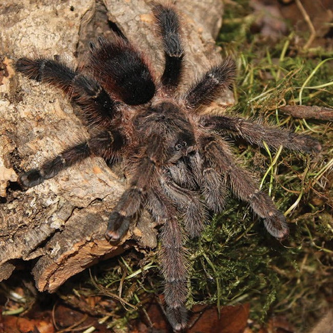 Avicularia merianae (Peruvian Pink-Toe) 0.75"