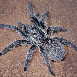 SPEND $200 GET Harpactira namaquensis (Bronze Baboon) 0.5" FREE!!