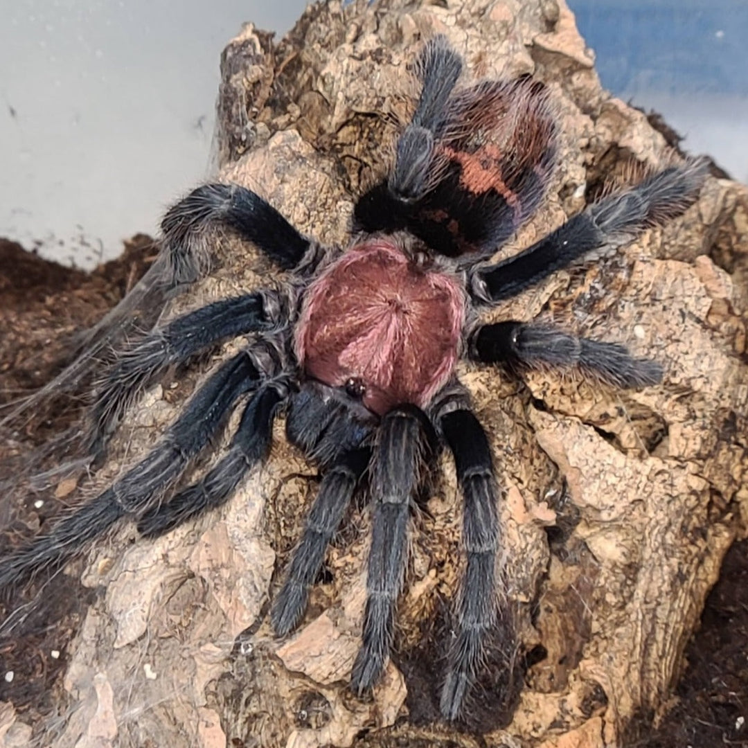 Davus pentaloris (Guatemalan Tiger Rump) 0.25" | 1.5-2"