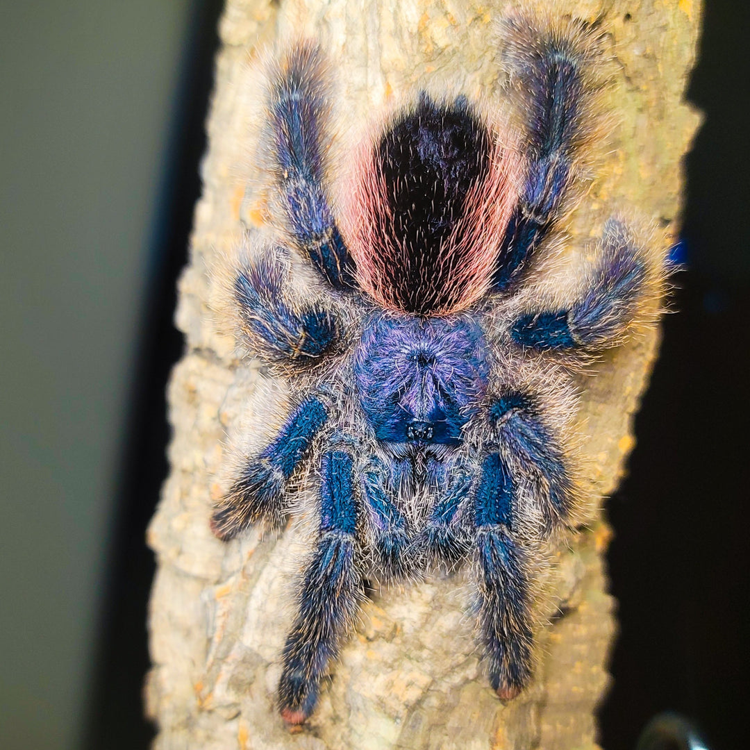 Avicularia juruensis M2 (Peru Purple Pink-Toe) 0.75"