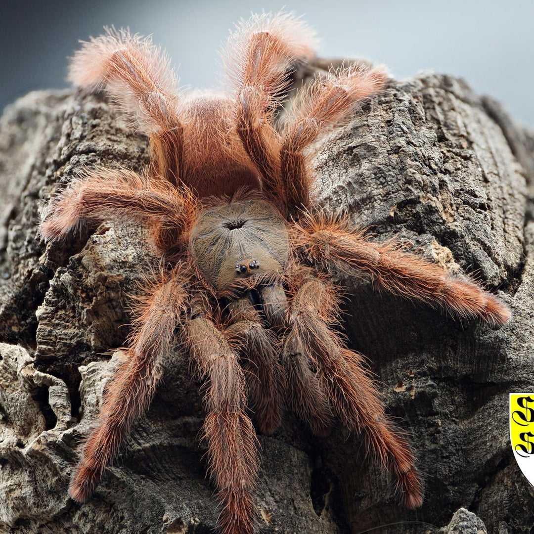 Amazonius germani (Orange Tree Spider) 0.5"