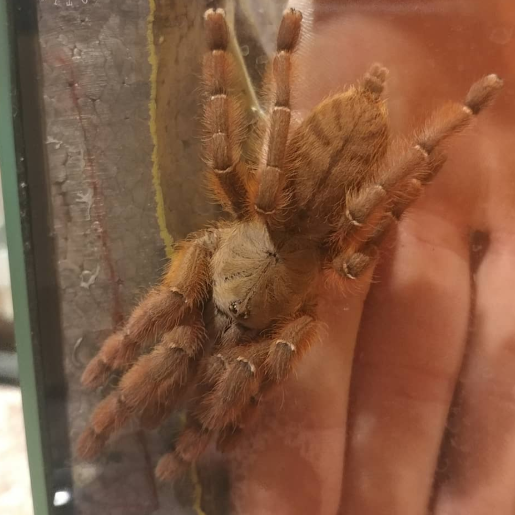 Phormingochilus sp ‘Rufus’ (Peach Earth-Tiger) 0.5" – Spider Shoppe