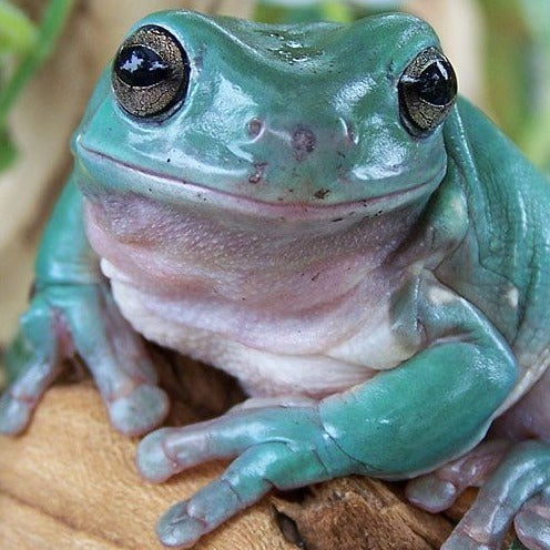 blue dumpy tree frogs