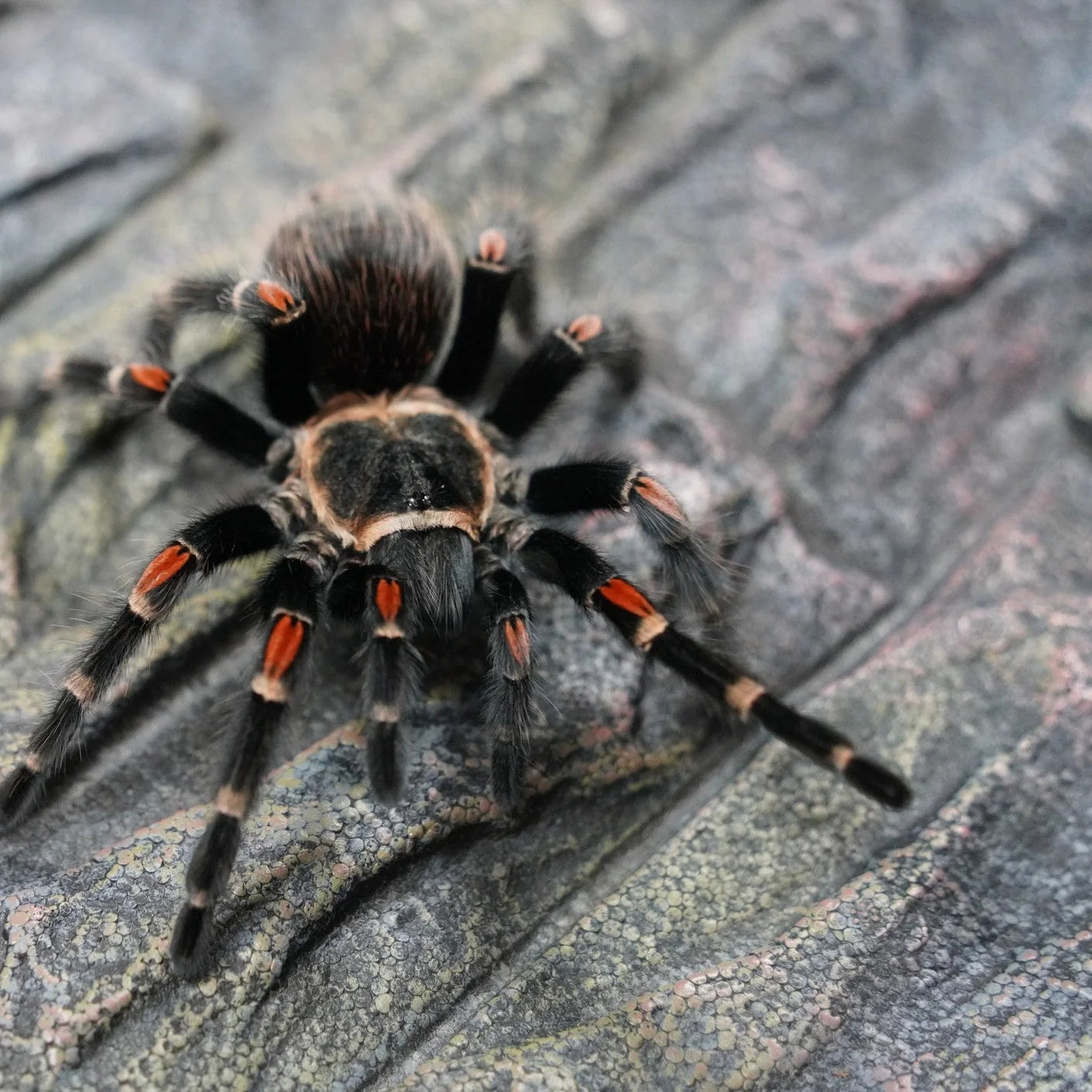 Most Basic Tarantula Beginner Tarantulas β Spider Shoppe