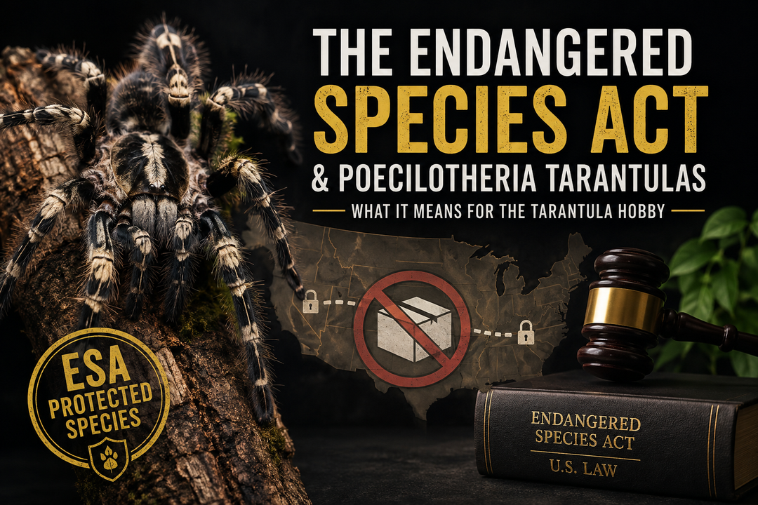 The Endangered Species Act and Poecilotheria