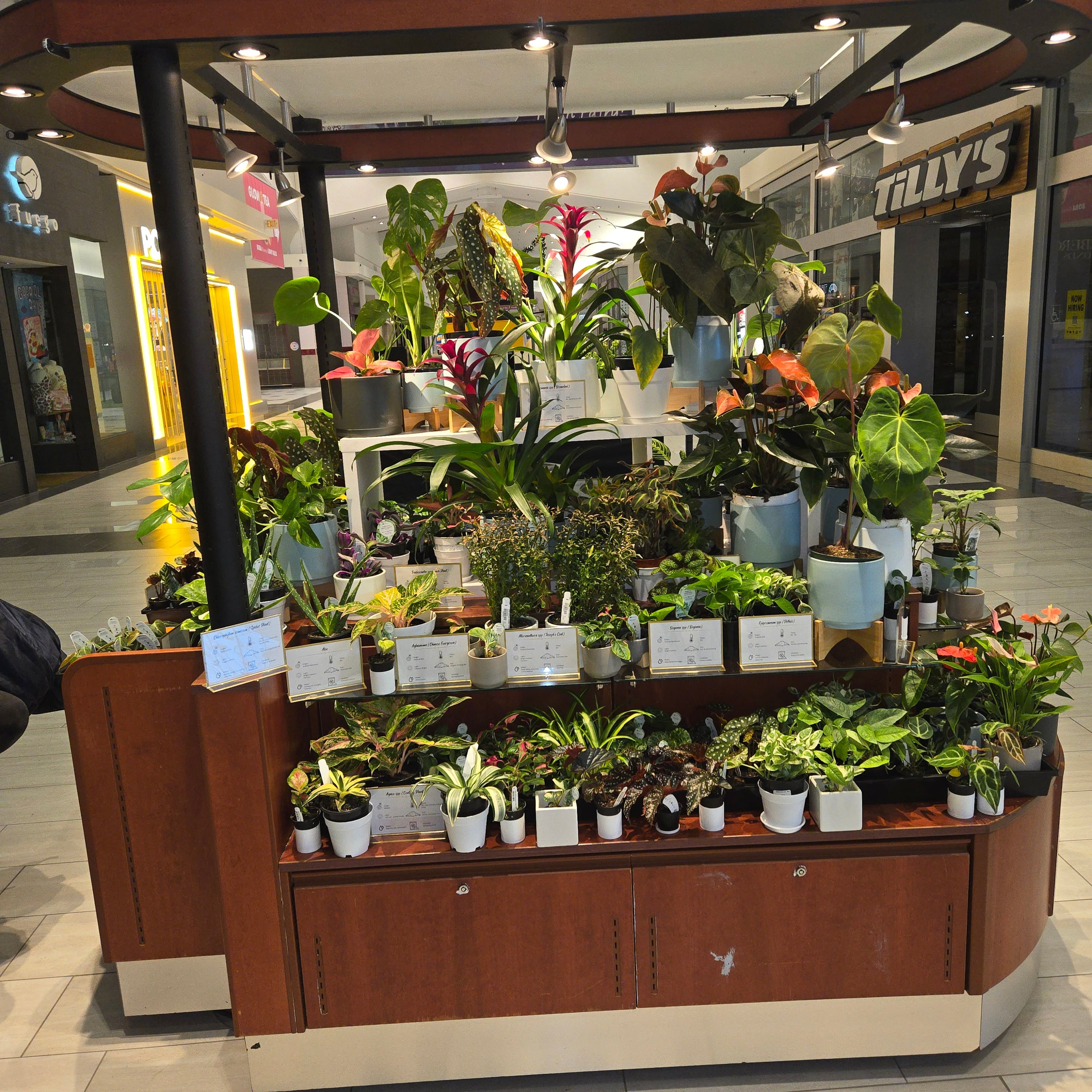 Live Plants Tacoma