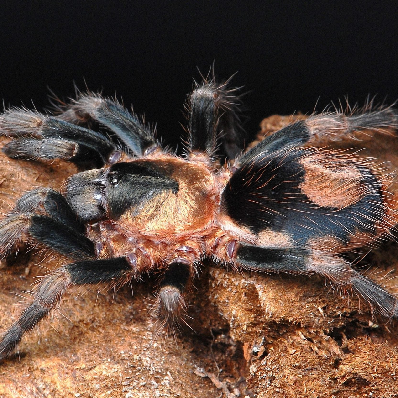 Dwarfs and Other Small Species