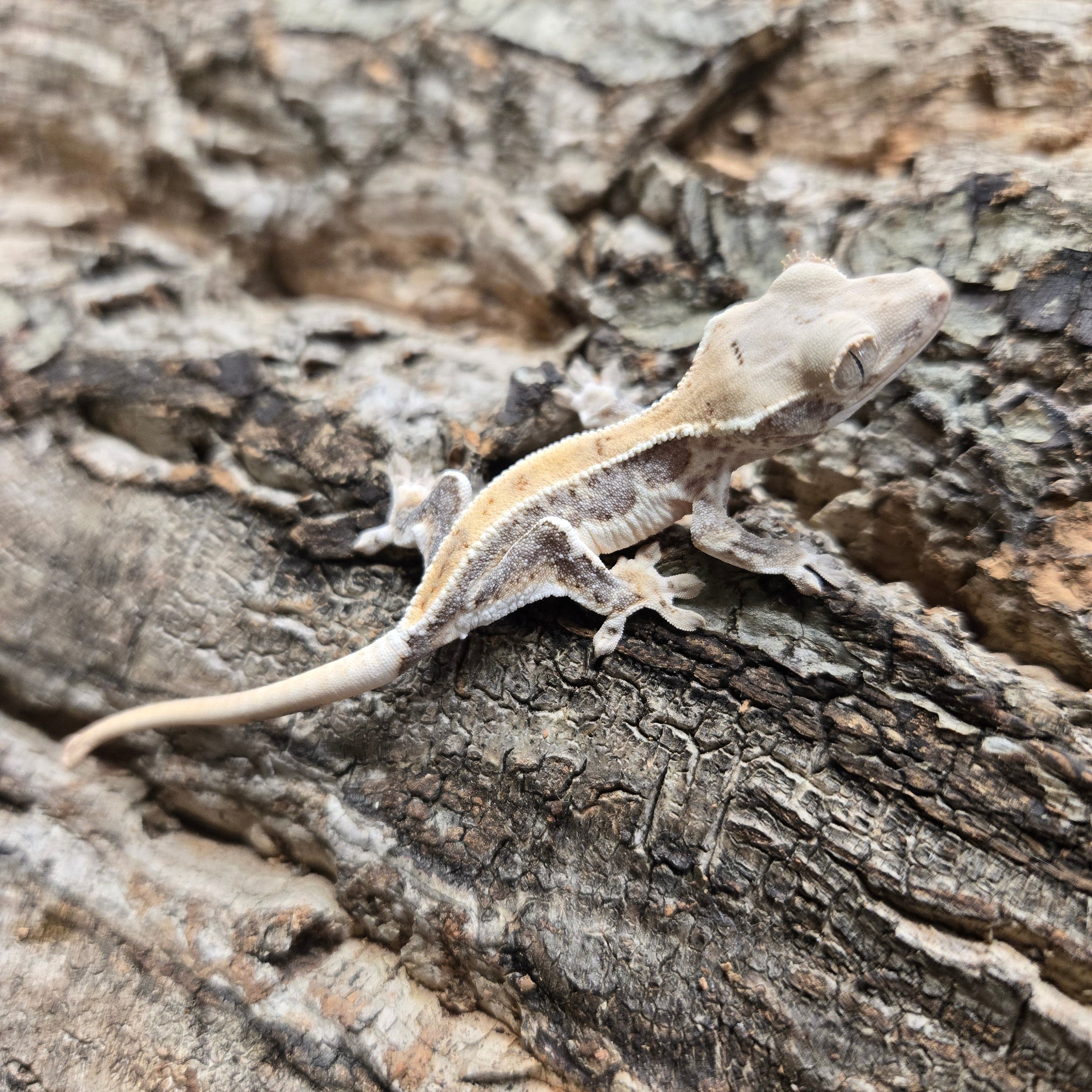 Lily White Crested Geckos