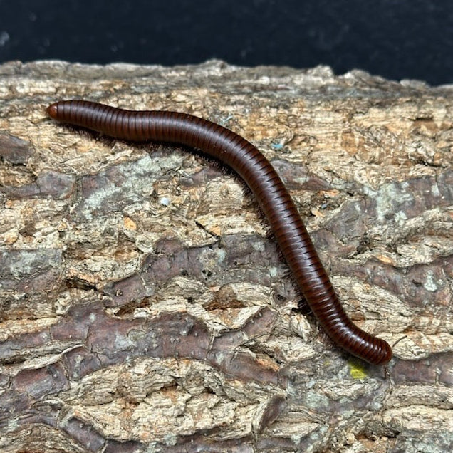 Millipedes