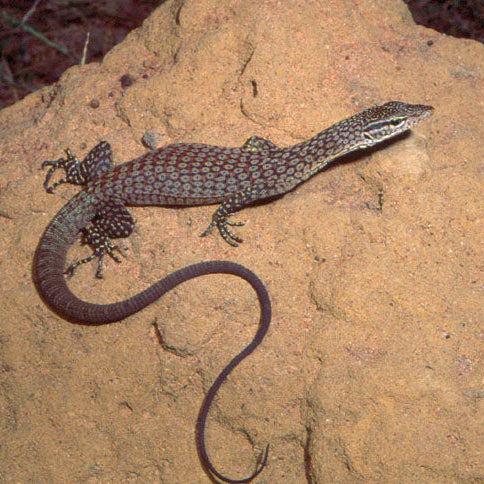 Varanus tristis orientalis (Australian Black Head Monitor)