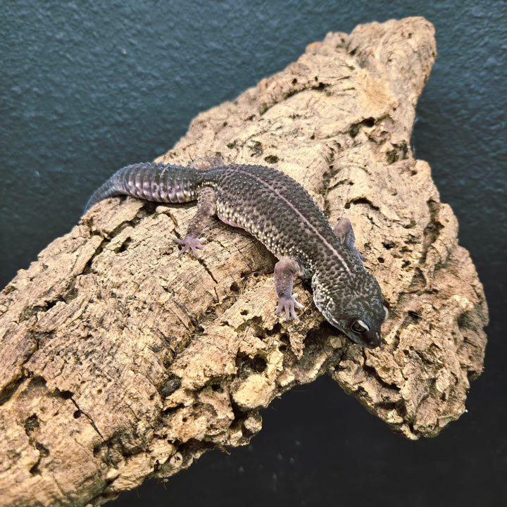 Eublepharis macularius (Leopard Gecko) Black Night