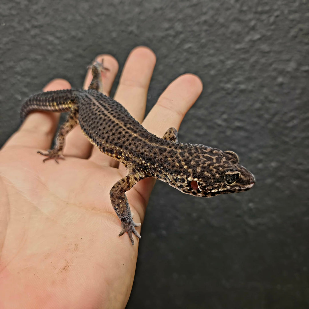 Eublepharis macularius (Leopard Gecko) Black Night