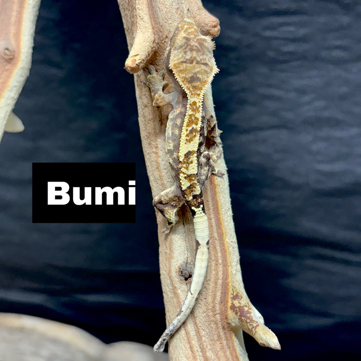 Correlophus ciliatus (Crested Gecko) Cappucino