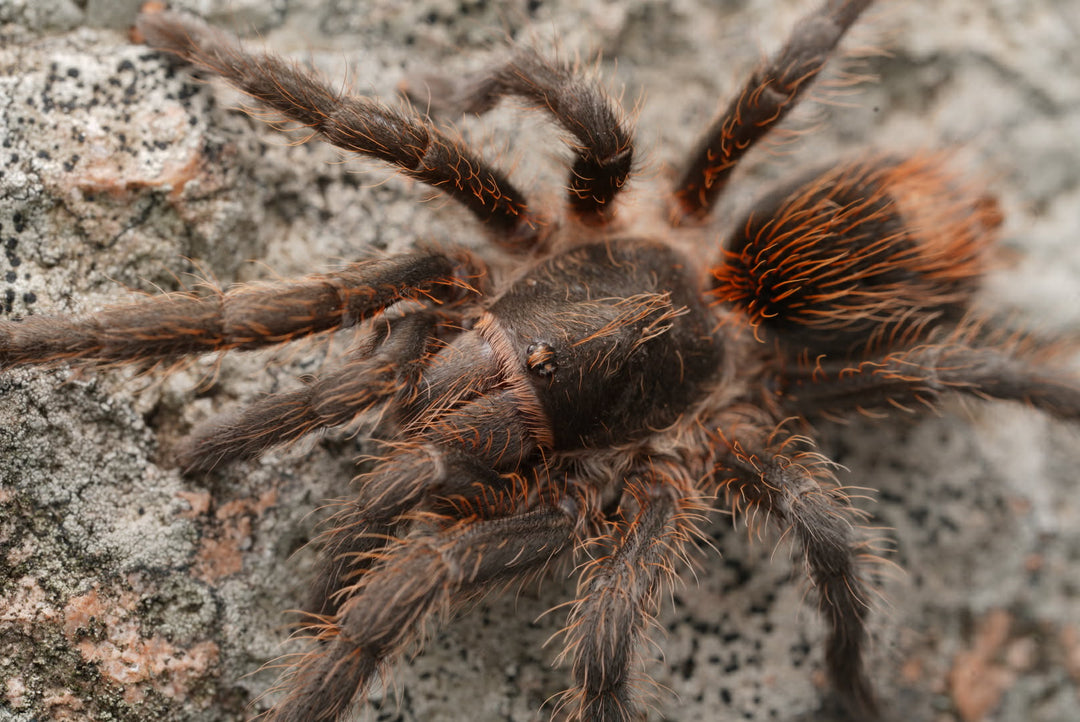 Plesiopelma longisternale (Argentine Dwarf Flame Rump)