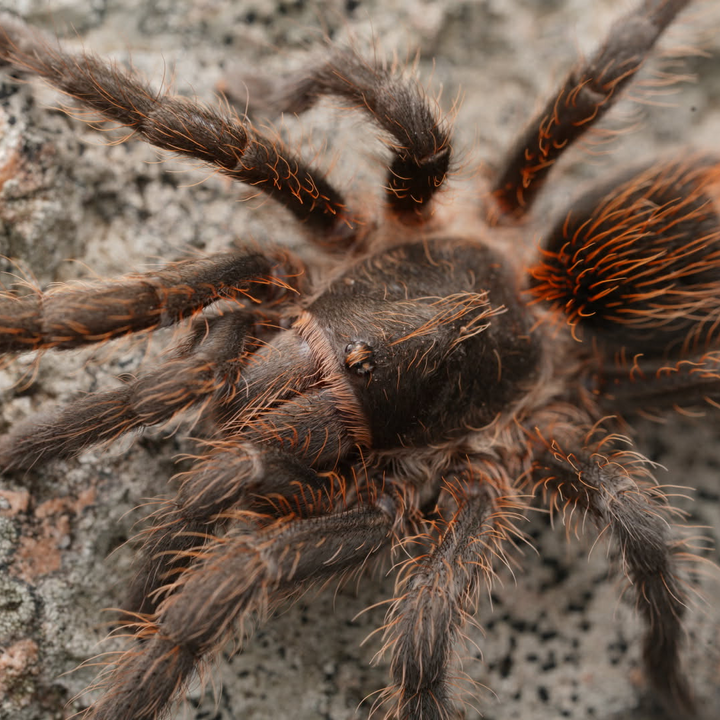 Plesiopelma longisternale (Argentine Dwarf Flame Rump)
