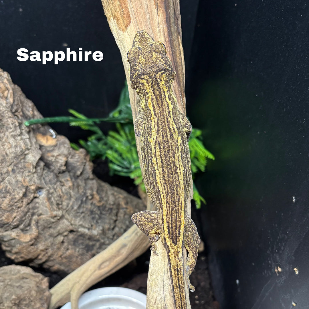 Rhacodactylus auriculatus (Gargoyle Gecko) Normal Stripe (Male) (Sapphire)