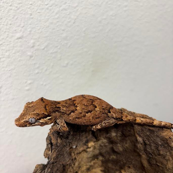 Rhacodactylus auriculatus (Gargoyle Gecko) Normal Reticulated