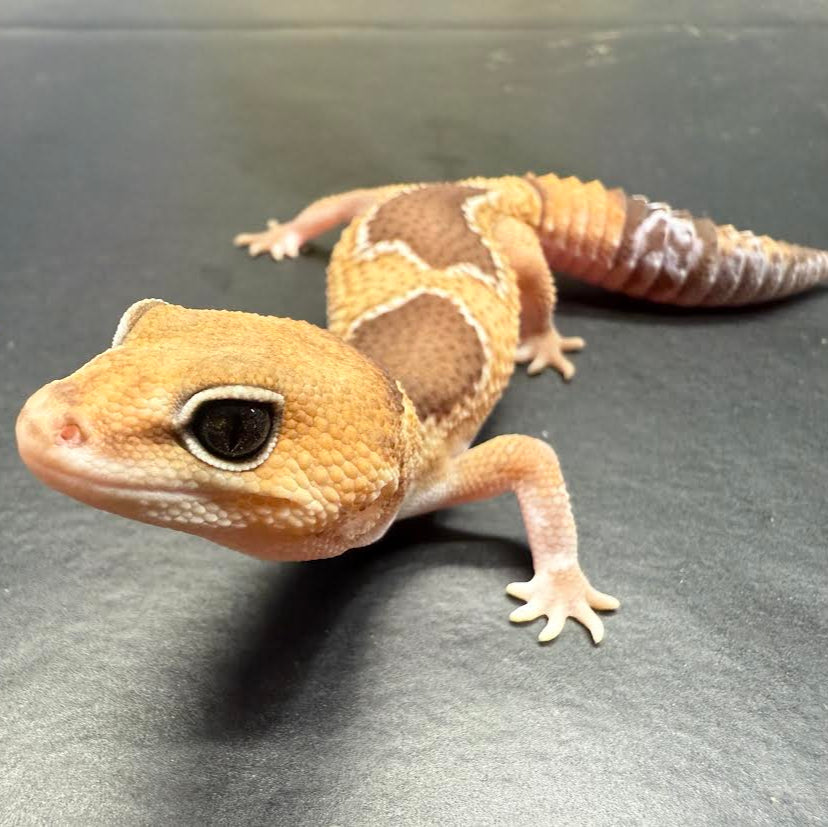 Hemitheconyx caudicinctus (African Fat Tail Gecko) Zulu Het. Caramel